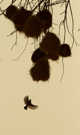 weaver